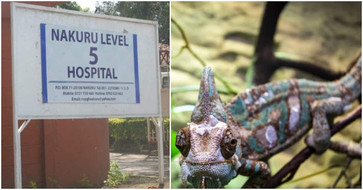 Nakuru : 2 enfants transportés d'urgence à l'hôpital après avoir mangé du caméléon à cause de la faim