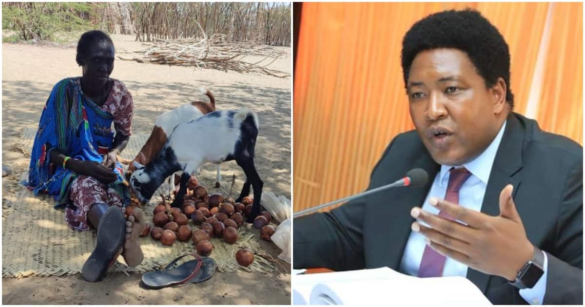 Les Kényans approuvent massivement la collecte de nourriture KSh 10 du sénateur Ledama Olekina : "Weka Till"