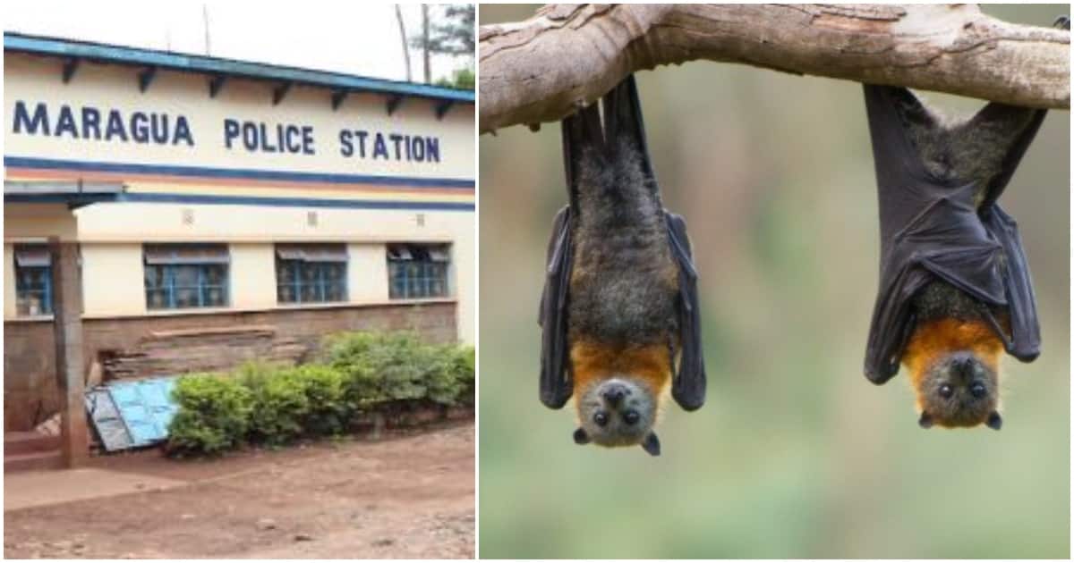 Murang'a : les policiers vivent dans la peur alors que des milliers de chauves-souris envahissent le commissariat