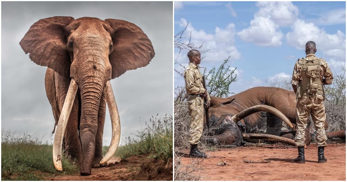 Lugard : Le précieux éléphant du Kenya meurt de vieillesse, les défenses retrouvées intactes