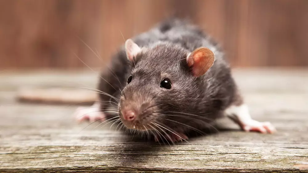 Des rats géants de la SUA pour « flairer » le coronavirus