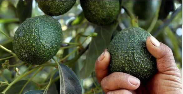 Green Gold : Ce qu'il faut savoir sur l'avocat du sol tanzanien