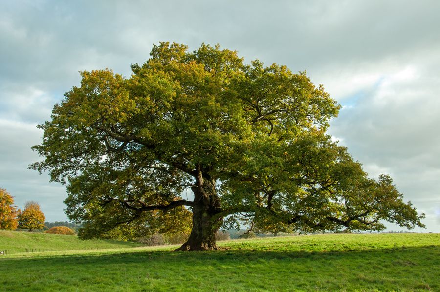 L'EAMCEF saluée pour avoir sauvé des arbres, permettant aux villageois