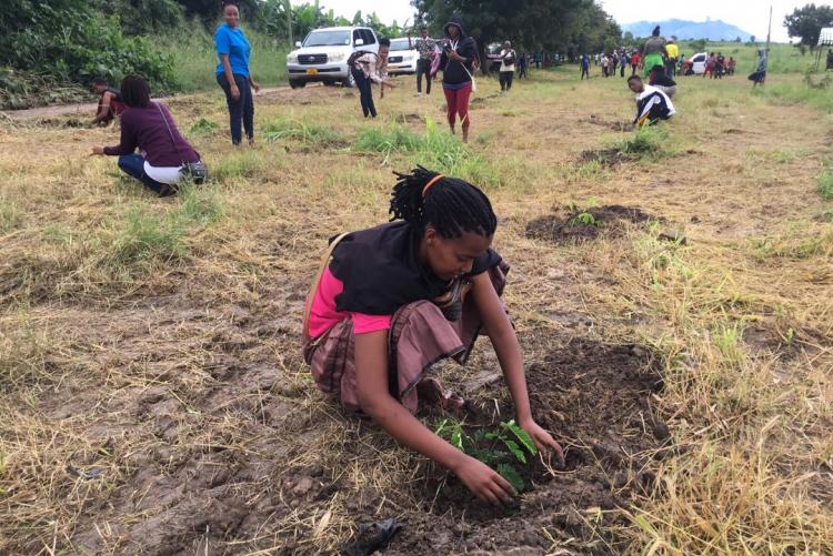 Mpango va lancer une campagne de plantation d'arbres à Mbeya