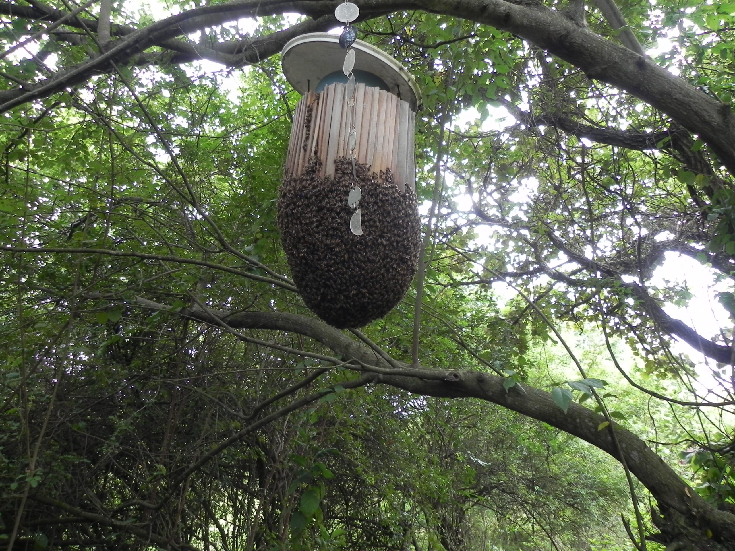 Mufindi prospère alors que les efforts de conservation s'accélèrent