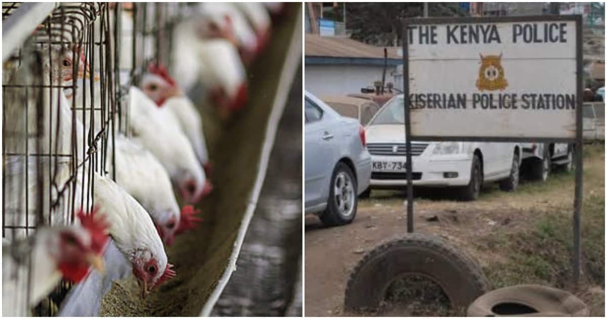 Femme Kajiado dans la douleur après avoir perdu 200 poulets d'une valeur de 100 000 KSh à Lady Fraudster