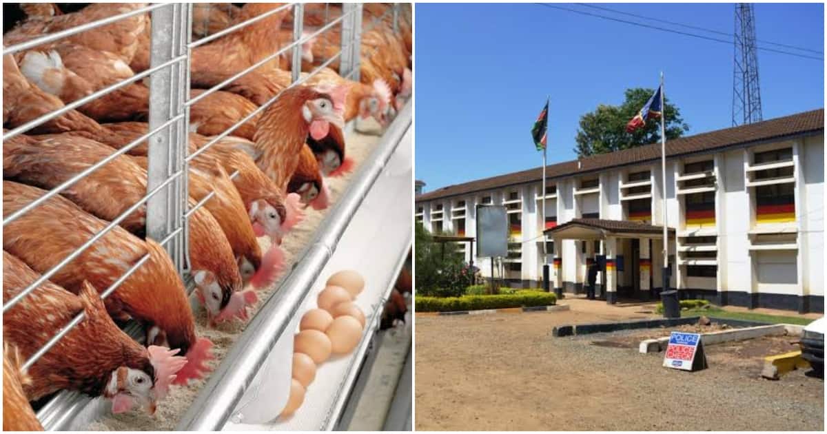 Des éleveurs de volaille kenyans frustrés associent Susan Kamau au syndicat des voleurs de poulet