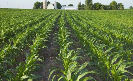 Geita DC cultive 8 579 hectares de cultures de rente