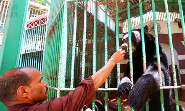 FILE - Bear in Giza Zoo