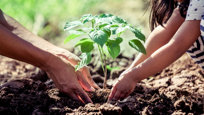 Le gouvernement prévoit de planter 267 millions d'arbres en 2023
