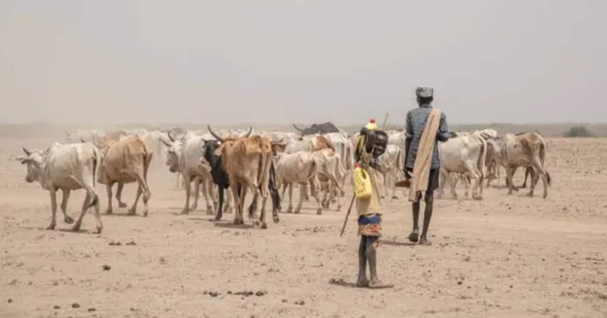 Turkana East : 4 morts, plusieurs animaux volés alors que des bandits audacieux frappent à nouveau