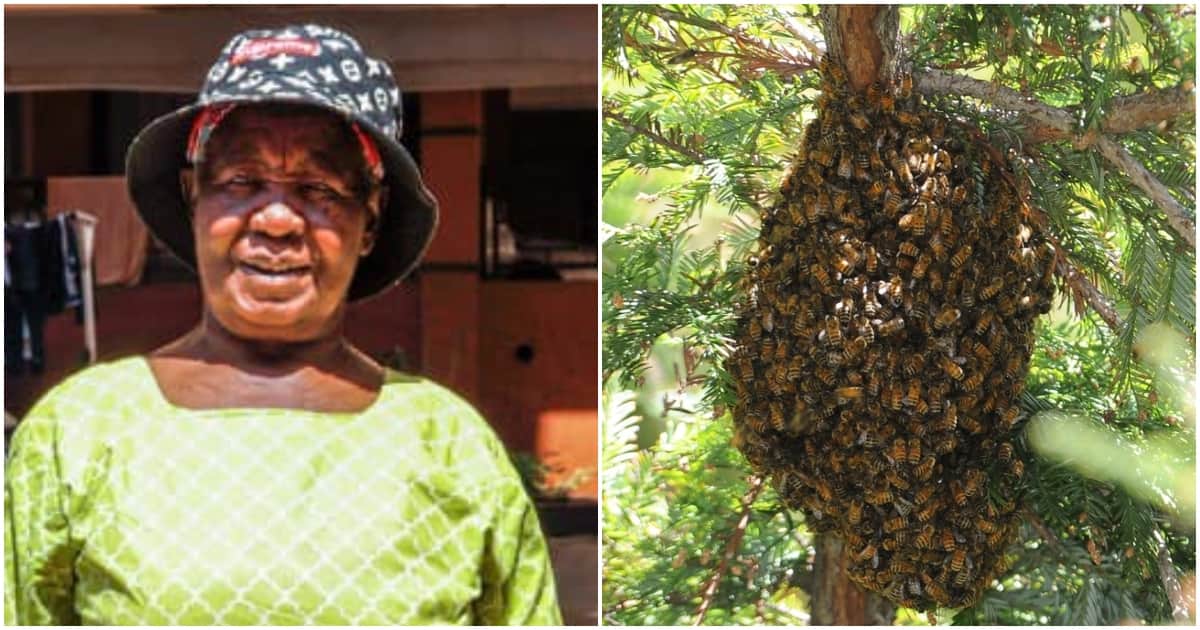 Siaya : des abeilles piquent à mort une femme âgée après qu'un tracteur ait accidentellement renversé une ruche
