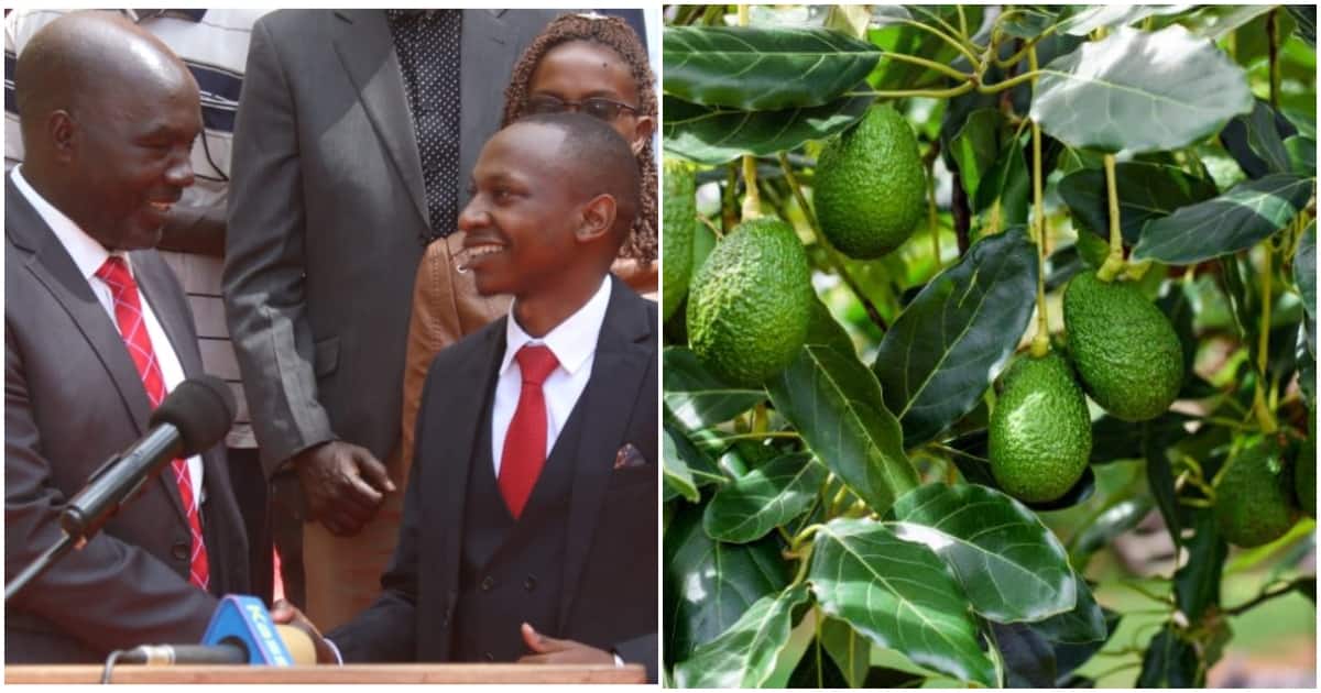Le comté de Murang'a offre à Uasin Gishu 200 000 semis d'avocat pour réduire sa dépendance à la culture du maïs