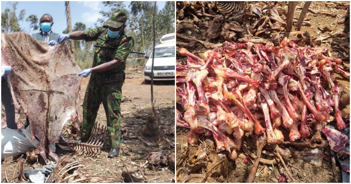 Kiambu : 2 suspects pris en flagrant délit de transport de viande d'âne vers le marché birman
