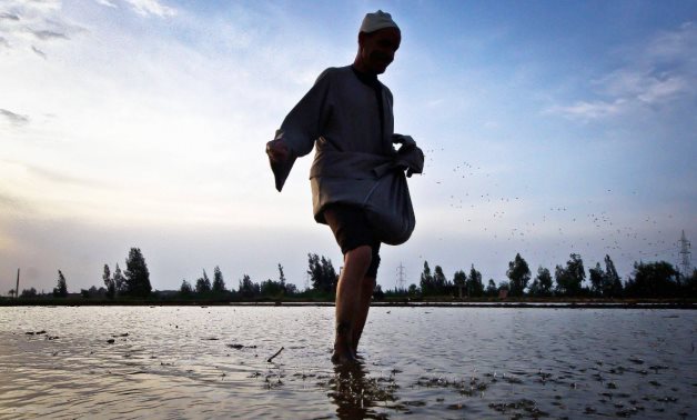 A farmer cultivates rice in Kafr El Sheikh- Egypt Today/Hussein Tallal