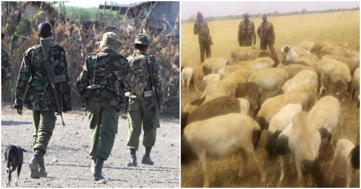 Laikipia : la police récupère 2 fusils AK47 et 82 moutons alors que l'opération anti-banditisme s'intensifie