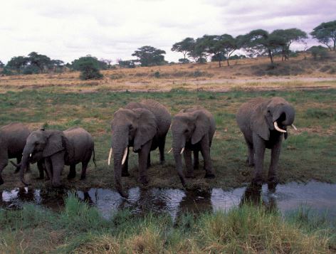 JET et Internews organisent le premier forum des rédacteurs sur la conservation de la biodiversité