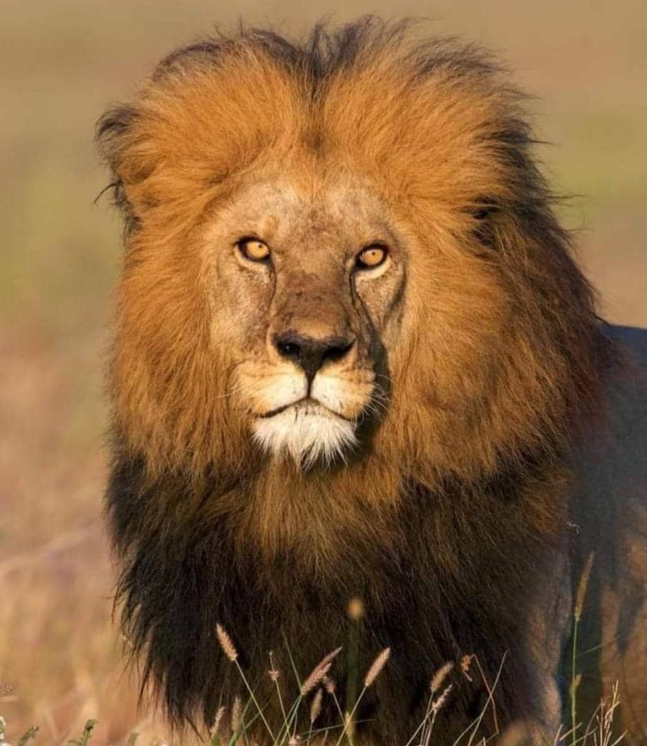 Les agences de conservation tanzaniennes s'associent pour localiser les "restes" de Lion Joel