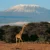 L’effort de restauration du Mont Kilimandjaro s’accélère
 – Tanzanie