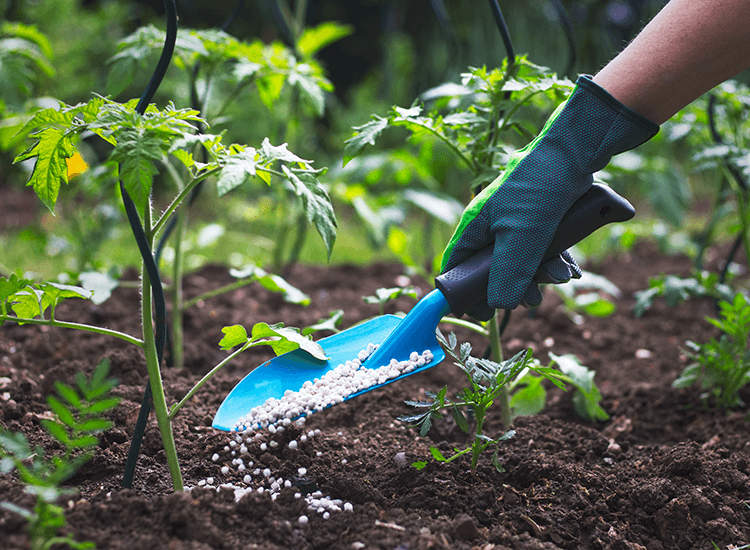 Variété d'engrais pour améliorer la germination des graines