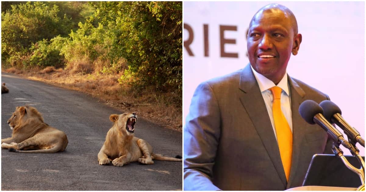 Moment de lumière alors que William Ruto demande aux visiteurs de se méfier des lions du parc national de Nairobi : "Soyez prudents"