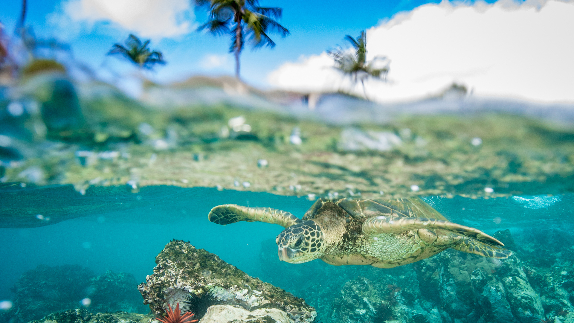 L'USAID va débourser 20 milliards/- pour la biodiversité des océans