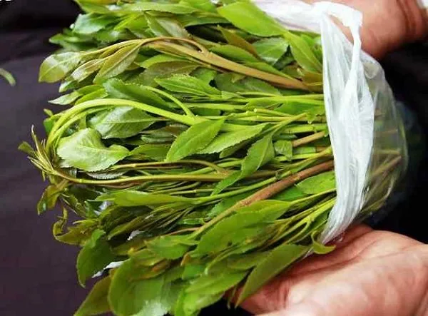 Les forces de sécurité hésitent à empêcher la contrebande de khat hors du pays