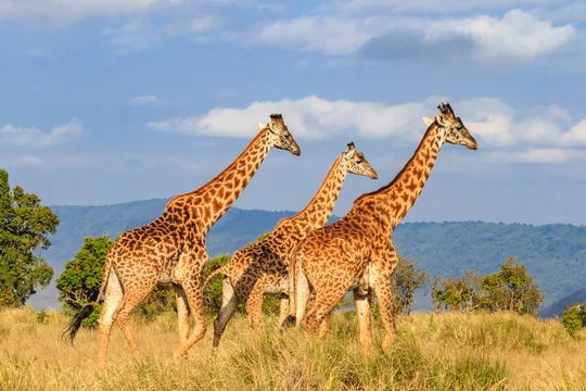 Un projet de l'USAID sécurise la population de girafes