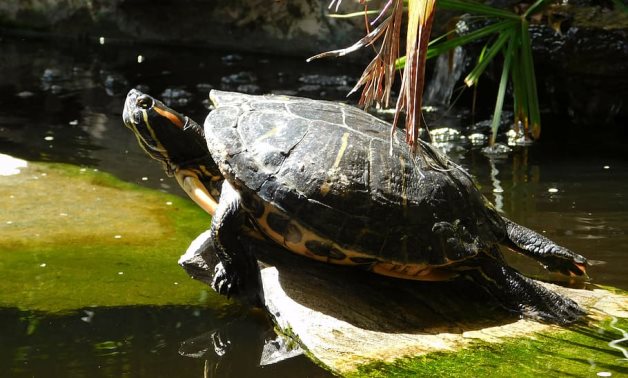 Turtle - CC