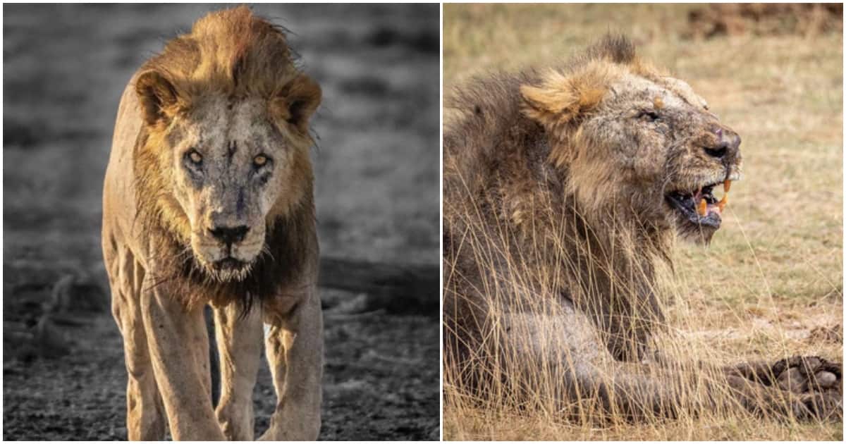 Loonkito : des éleveurs tuent le plus vieux lion du parc national d'Amboseli après qu'il ait attaqué du bétail