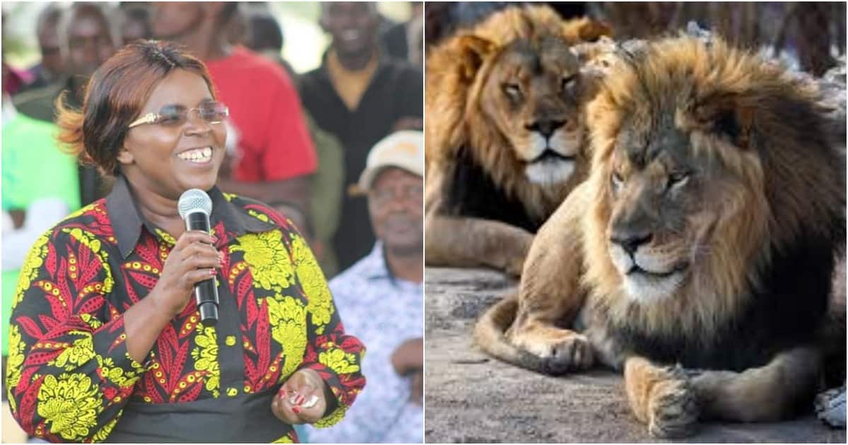 Tourism CS demande aux habitants de Kajiado de traiter les lions errants avec douceur : "Pengine Wataka Kuishi na Sisi"