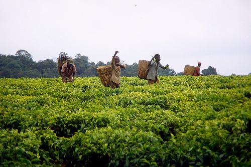 Base de données formée pour identifier les producteurs de thé