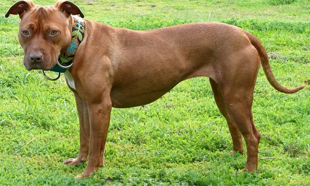 Red nose American Pit Bull Terrier dog- CC via Flickr/Stacy