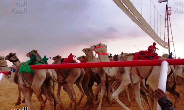 Camel race - file