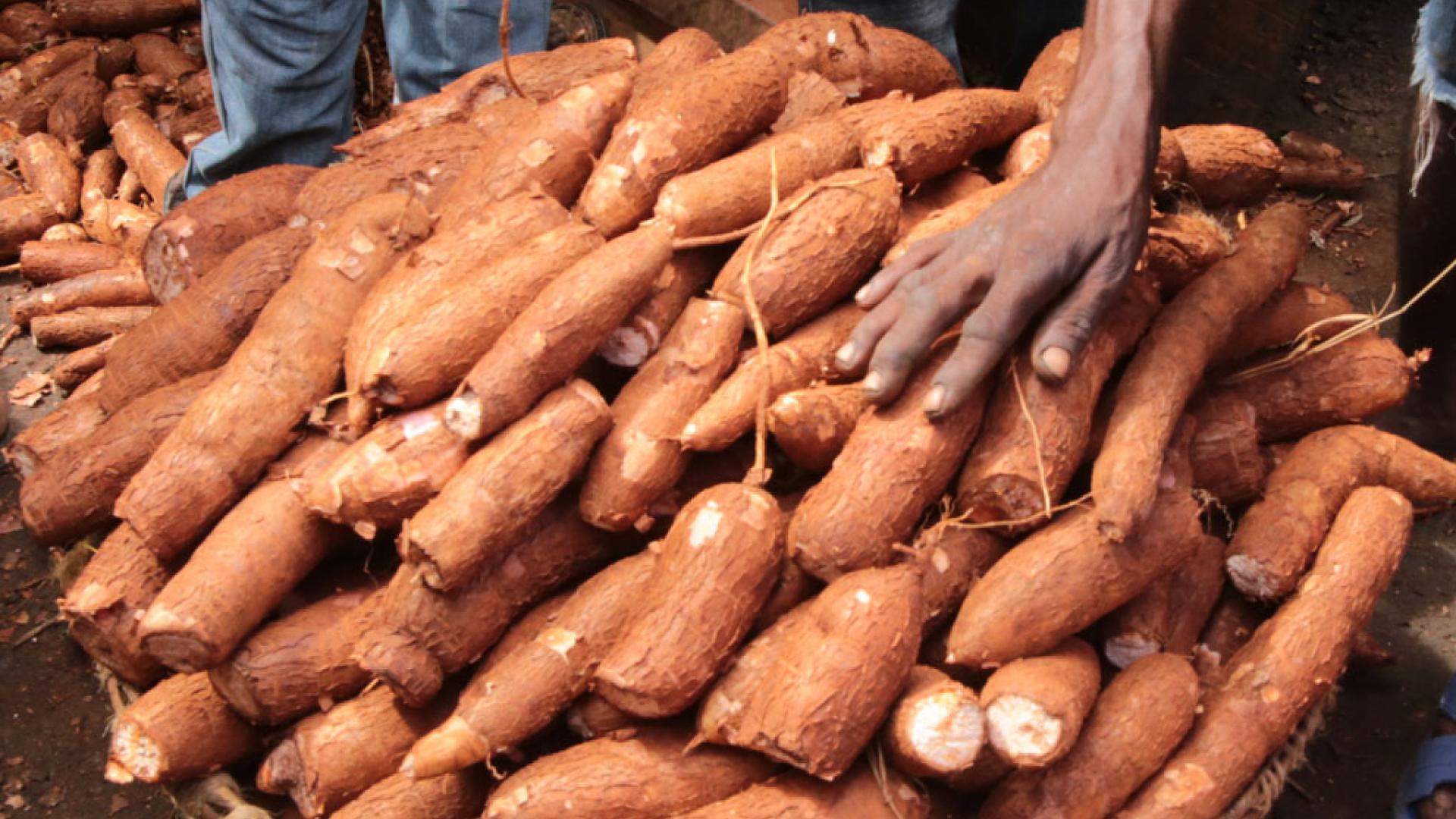 Les nouvelles variétés de manioc attirent davantage d'agriculteurs