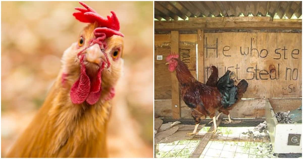 Machakos : un voleur de poulet en série capturé après avoir volé 7 oiseaux, avoue ses crimes
