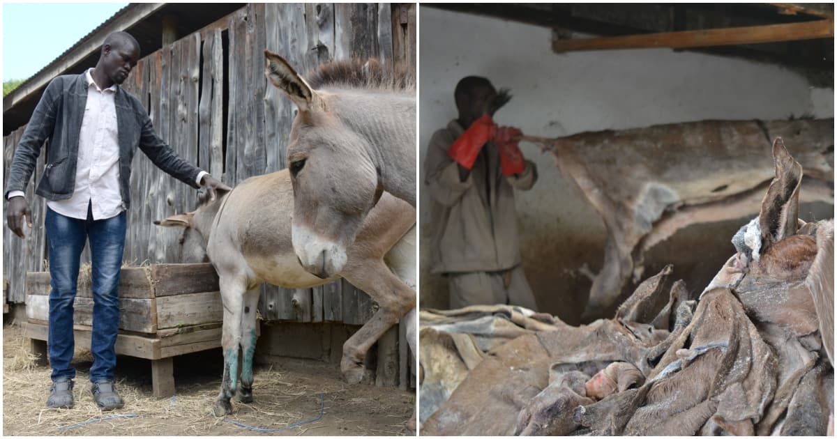 Les habitants de Baringo protestent contre la réouverture de l'abattoir des ânes à Mogotio : "Mtatumalizia Punda"