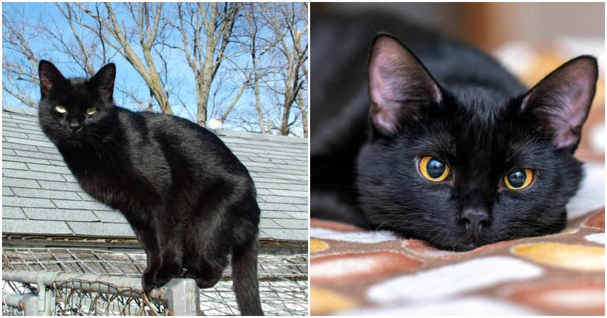 Malindi : Un chat noir empêche un homme de quitter le magasin sans payer, alerte le commerçant