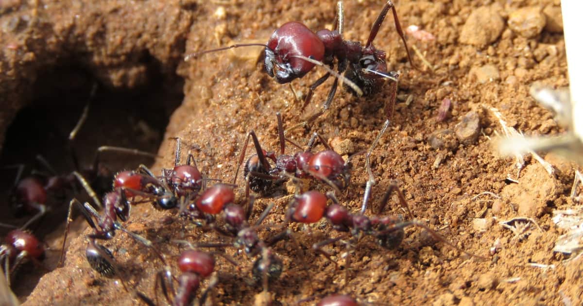 Nairobi : Un homme et sa femme arrêtés alors qu'ils faisaient passer en contrebande des fourmis d'une valeur de 300 000 KSh vers la France et la Chine