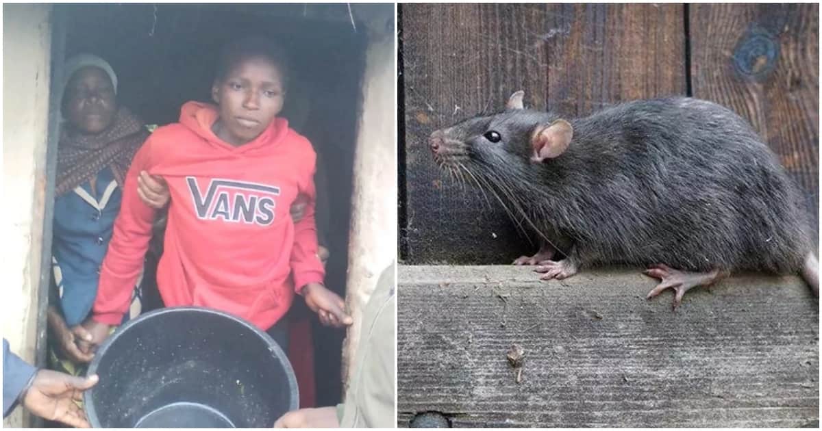 Nakuru : Choqué alors qu'une femme malade vomit un rat mort, les aînés doivent mener un rituel
