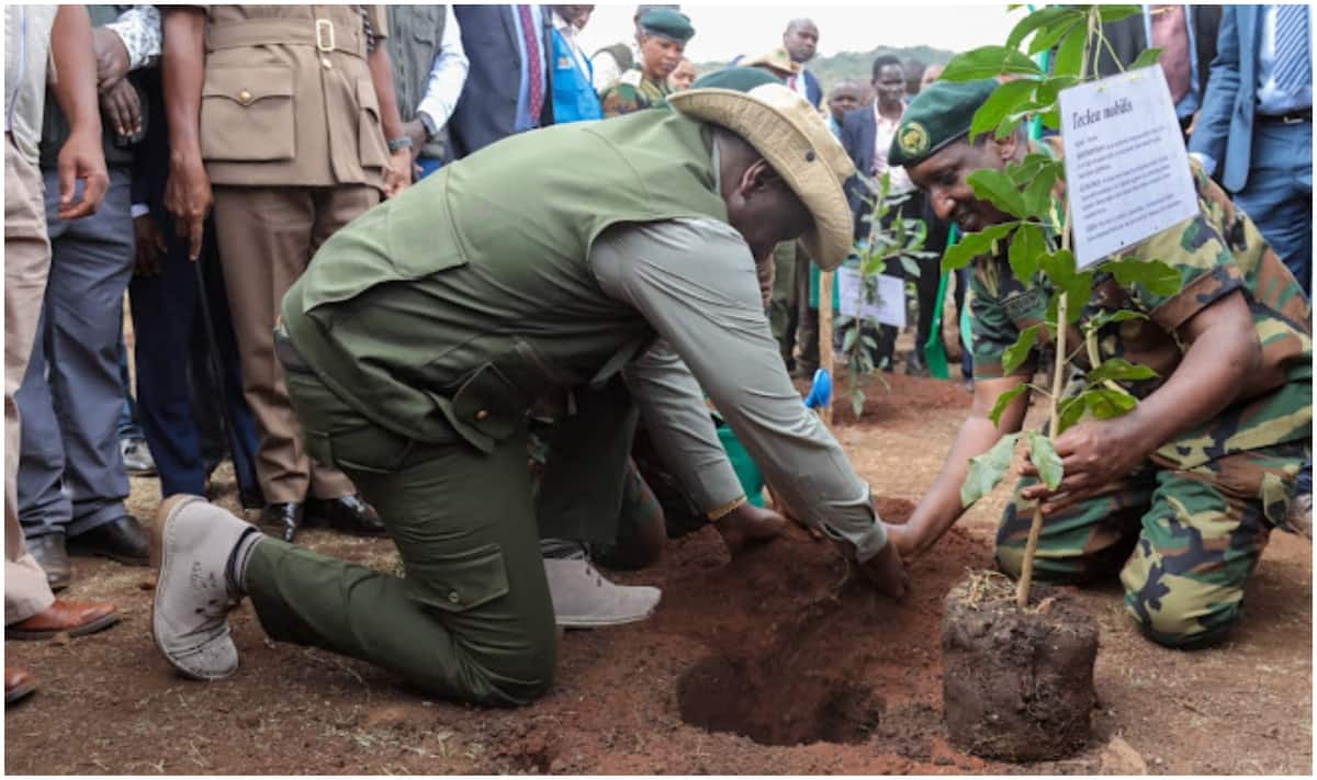 William Ruto lève l'interdiction des heures d'exploitation forestière après avoir dirigé un exercice de plantation d'arbres