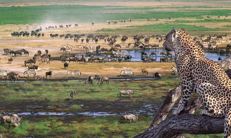 Chérissons le statut de Ngorongoro