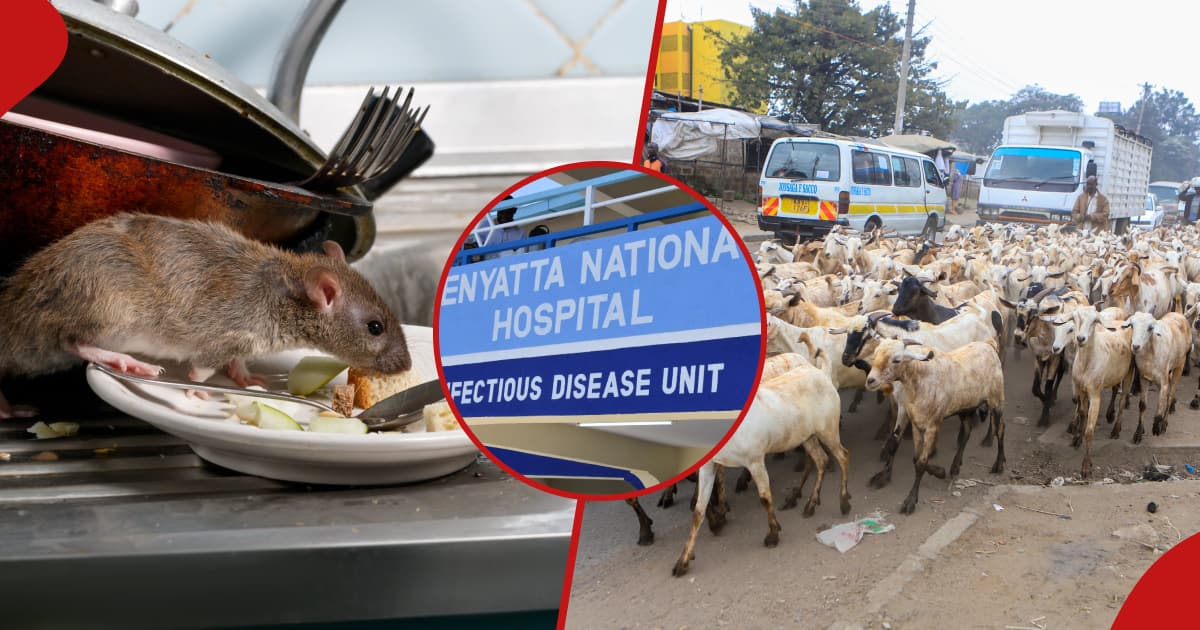 Quartiers de Nairobi avec un nombre élevé d'animaux à risque de maladies, rapport