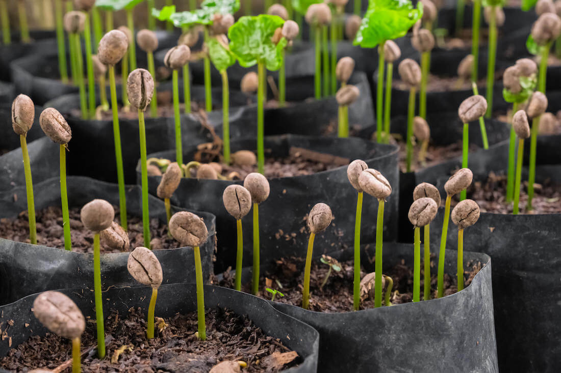 750 millions d'euros à consacrer à la production de café
