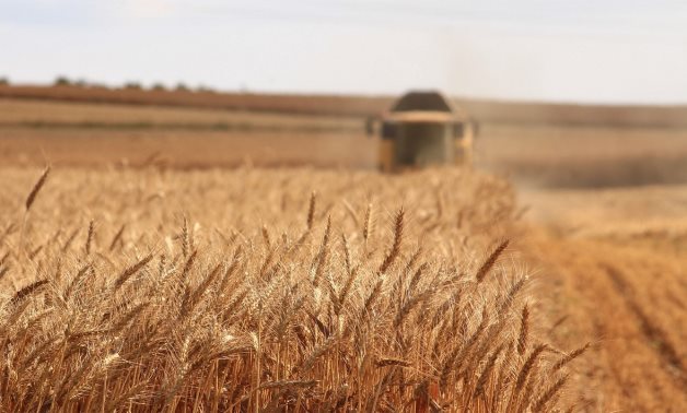 FILE - Wheat - ISPI