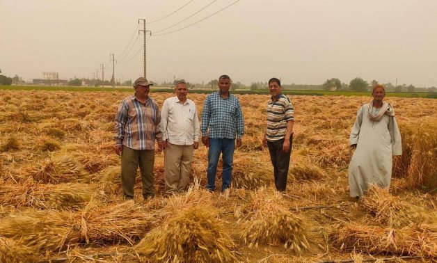 Farmers  in some governorates started supplying wheat to the Ministry of Supply- Press photo
