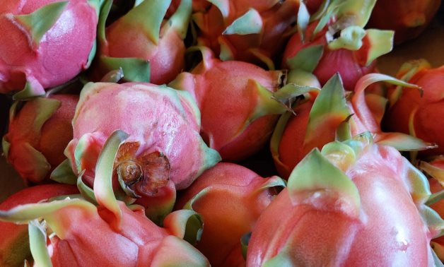 Fresh Picked Dragon Fruit- CC via public domain pictures