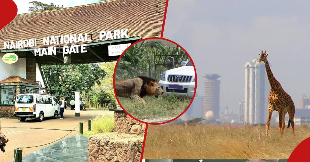 Les Kenyans paieront 2250 KSh pour visiter le parc national de Nairobi contre 430 KSh, KWS propose