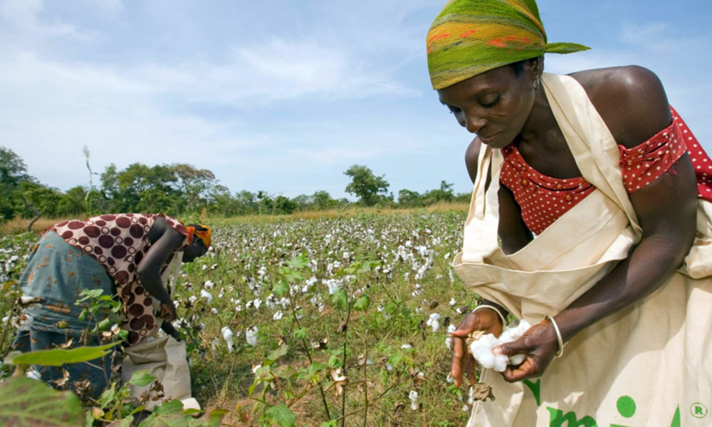 Les producteurs de coton invités à respecter la propreté