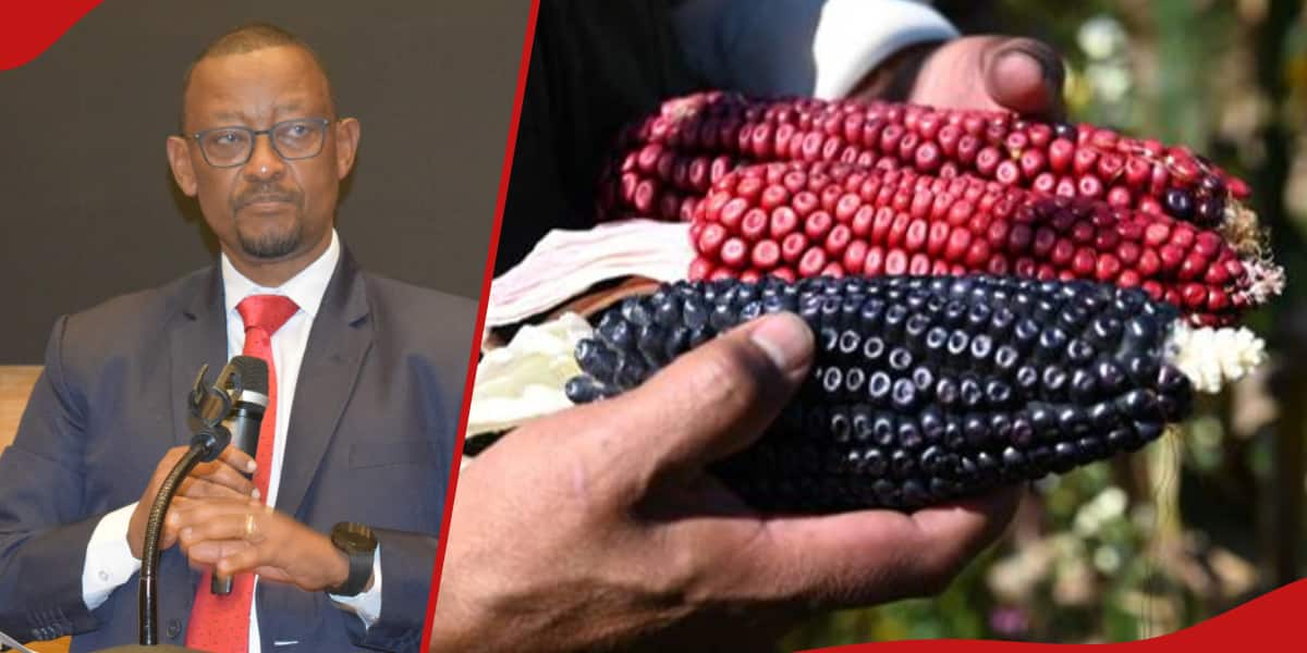 Nairobi: Les experts rejettent les allégations selon lesquelles les aliments OGM peuvent faire grossir les hommes